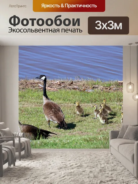 Фотообои Канадские гуси и гусята на берегу