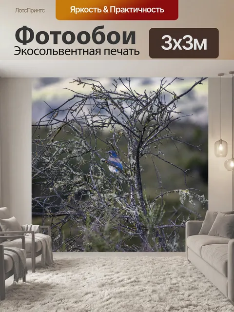 Фотообои голубая сойка