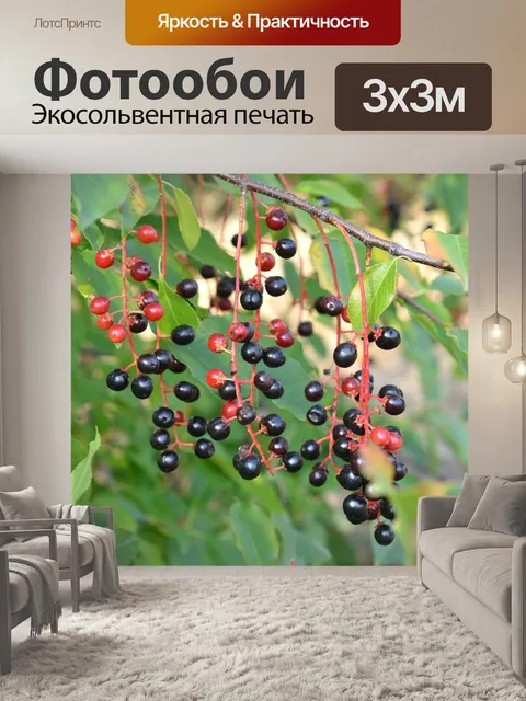 Фотообои Фрукты