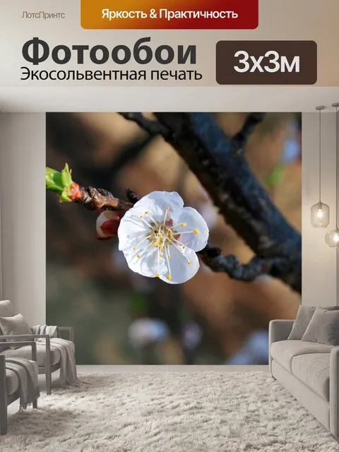 Фотообои один белый цветок