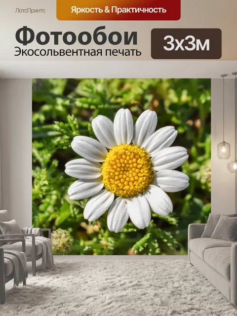 Фотообои Ромашка