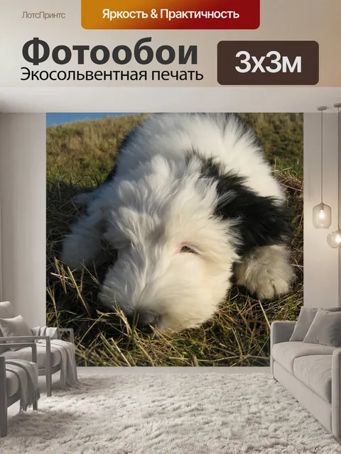 Фотообои Бобтейл