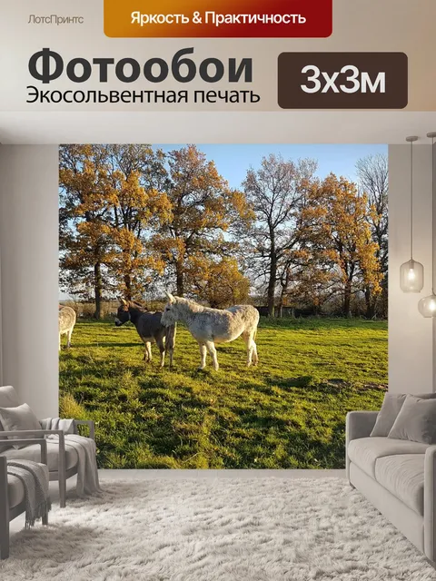 Фотообои Ослы