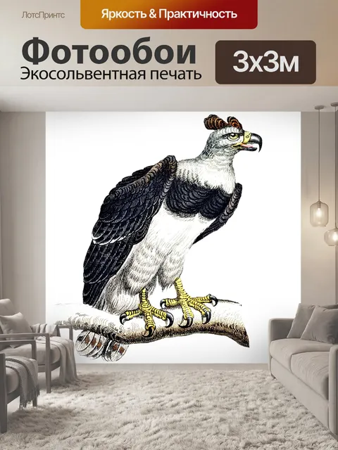 Фотообои Большой орел-гарпия