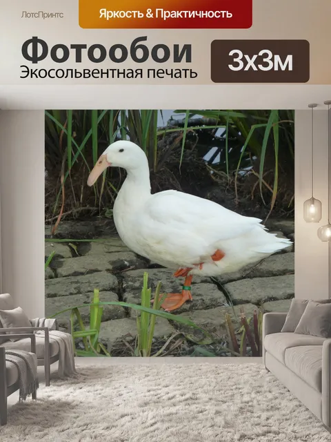 Фотообои Белый утка на одной ноге у пруда