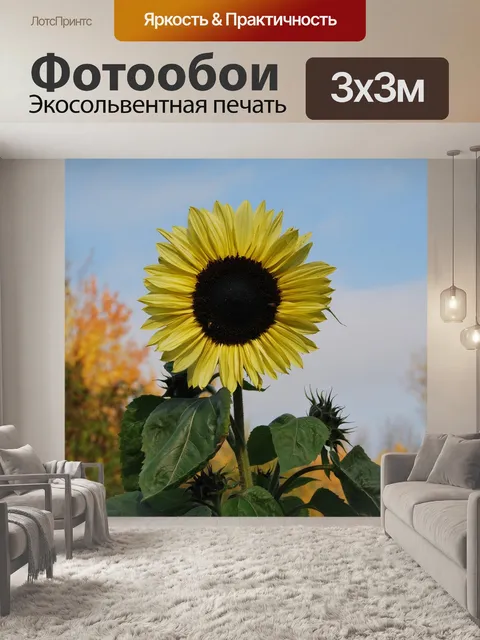 Фотообои Подсолнух