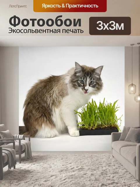 Фотообои Кошка