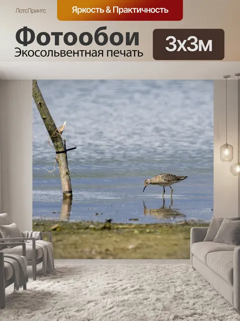 Фотообои Птица