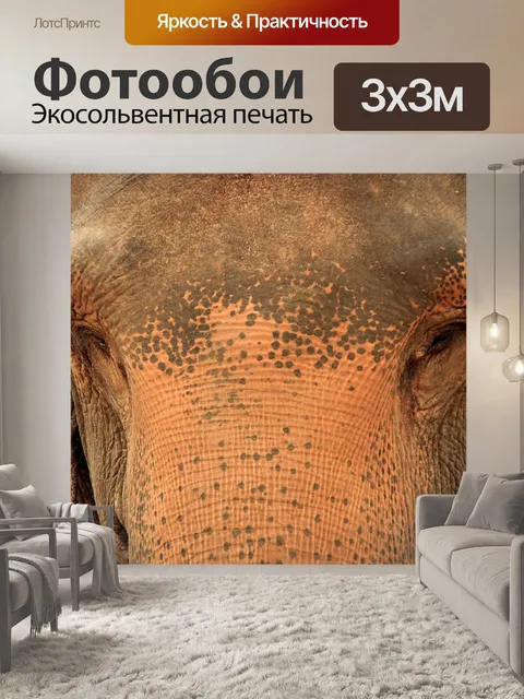 Фотообои Слон