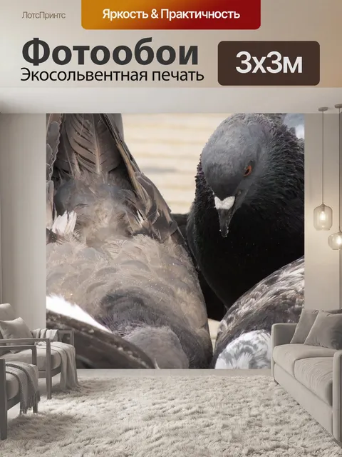 Фотообои Голуби