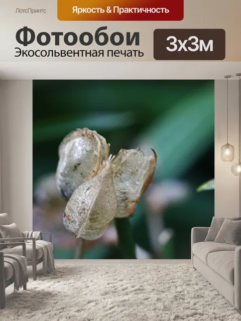 Фотообои гниющие полупрозрачные стручки семян