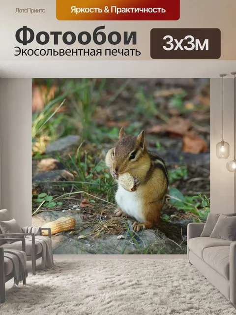 Фотообои Бурундук, употребляющий арахис