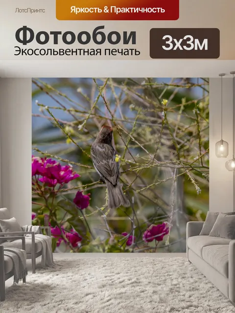 Фотообои зяблик птица
