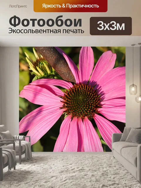 Фотообои Розовый Coneflower крупным планом