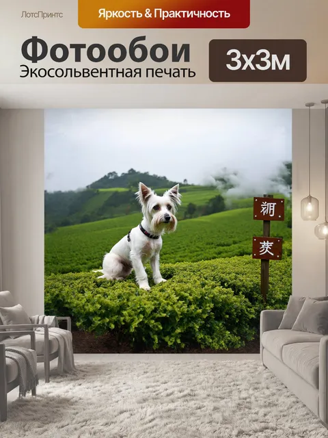 Фотообои на самой вершине холма, покрытого чайными плантациями, собака китайская хохлатая наблюдает за облаками