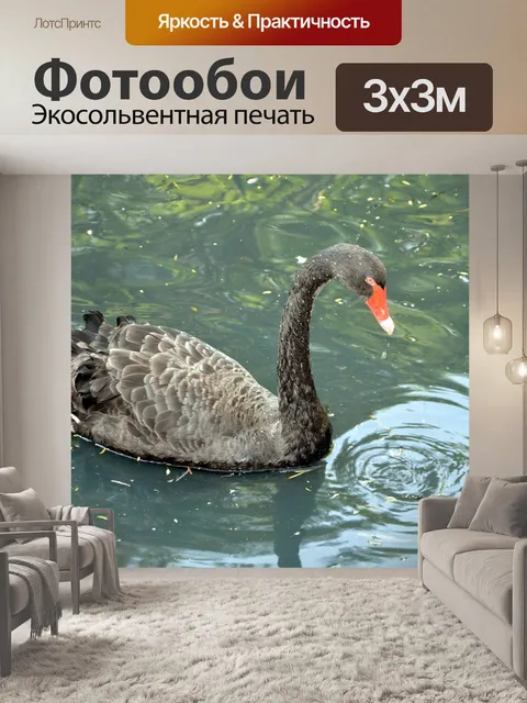 Фотообои Черный лебедь