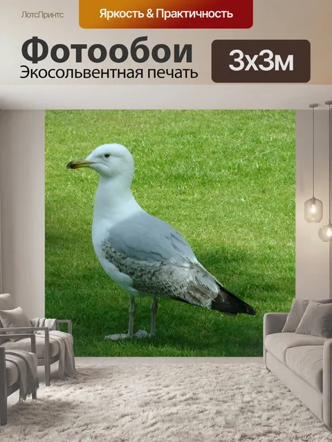 Фотообои Чайка в поисках пищи