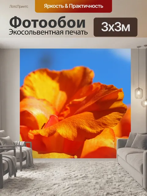 Фотообои солнечный свет на оранжевом цветке канны