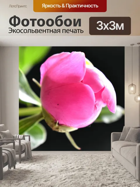 Фотообои Пион