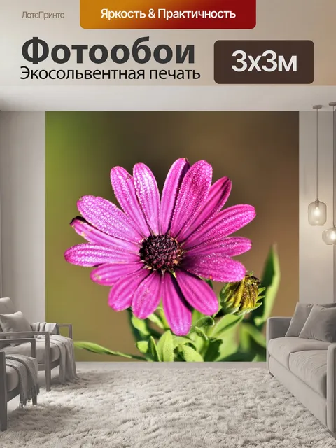 Фотообои Фиолетовая маргаритка и роса крупным пла