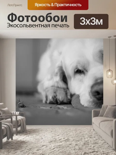 Фотообои Dog