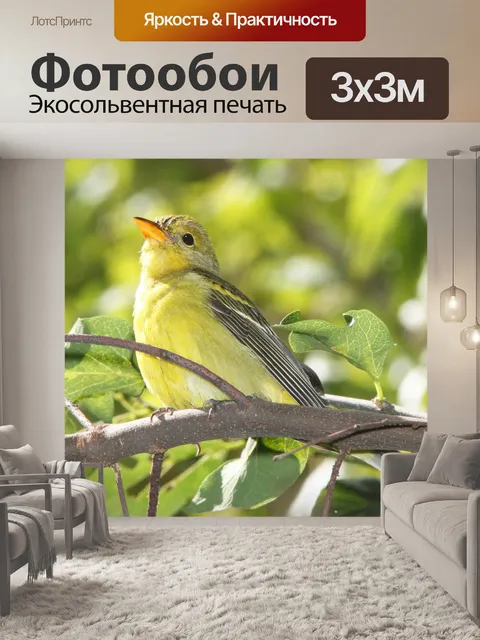 Фотообои Западный Танагер