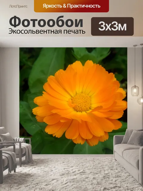 Фотообои Оранжевый