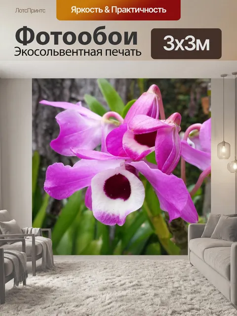 Фотообои Орхидеи