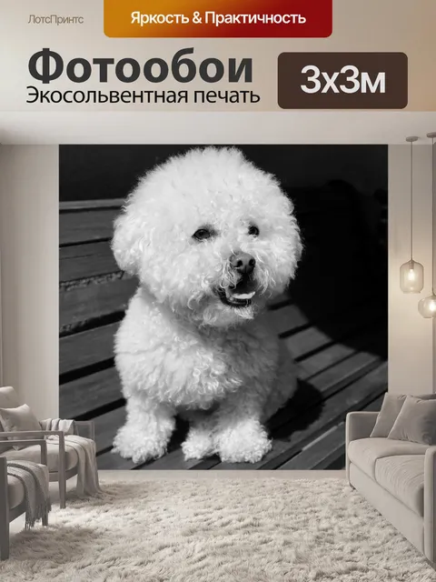 Фотообои Собака Бишон Фризе