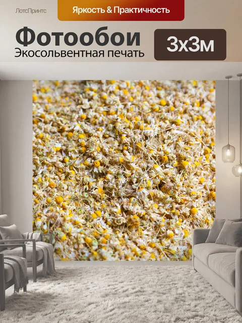 Фотообои сухой ромашки