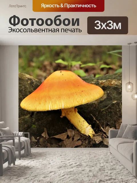 Фотообои Большой оранжевый гриб у камня