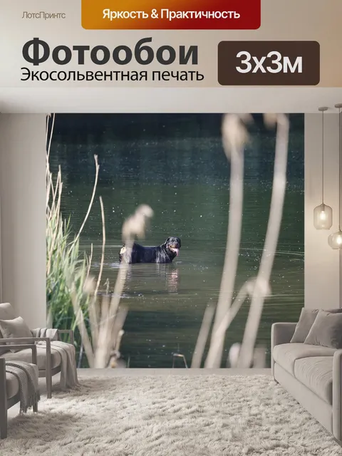 Фотообои Собака