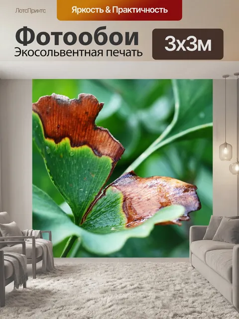 Фотообои капли воды на листе гинкго билоба