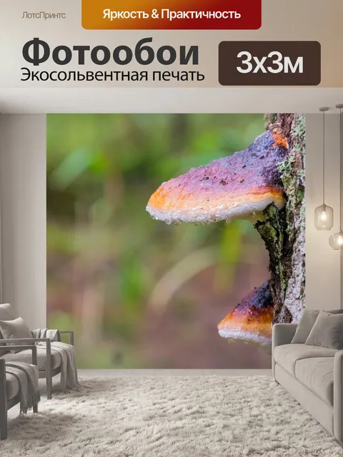 Фотообои Грибок