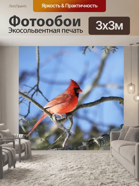 Фотообои Кардинал