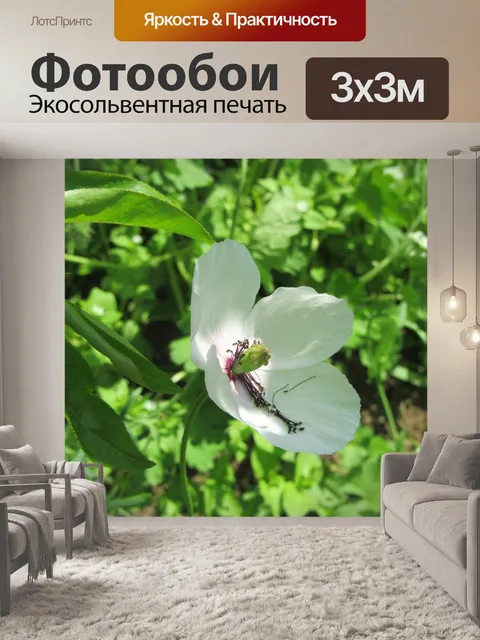 Фотообои Белый мак
