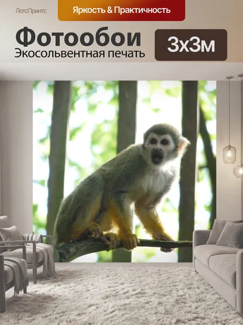 Фотообои Белка обезьяны