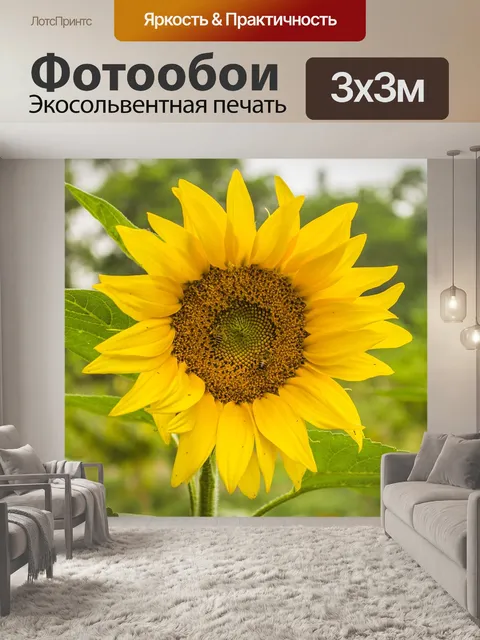 Фотообои Подсолнечник
