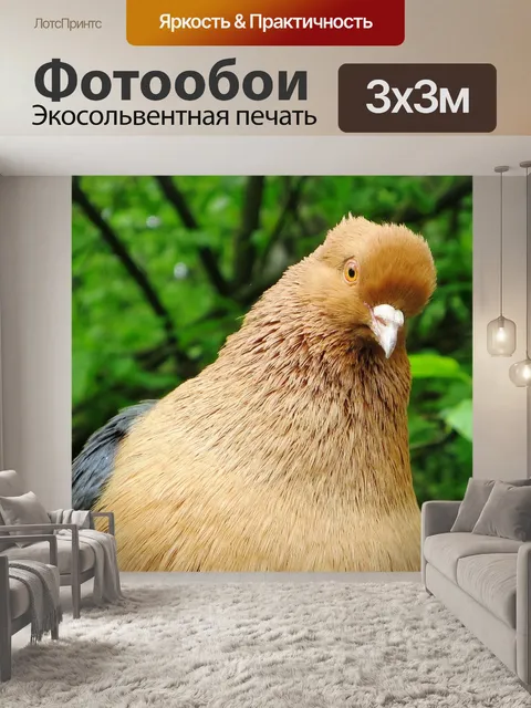 Фотообои Голубь