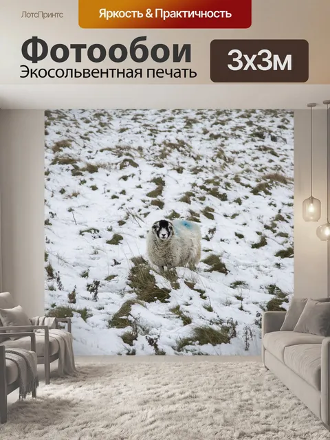 Фотообои Овца