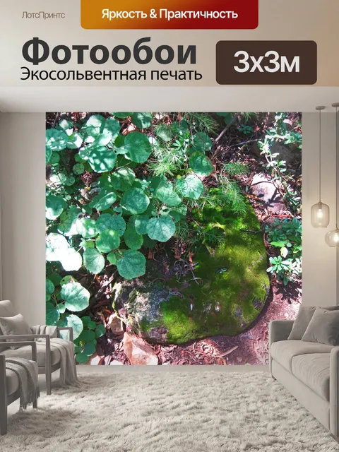 Фотообои мох, растущий на гладком камне
