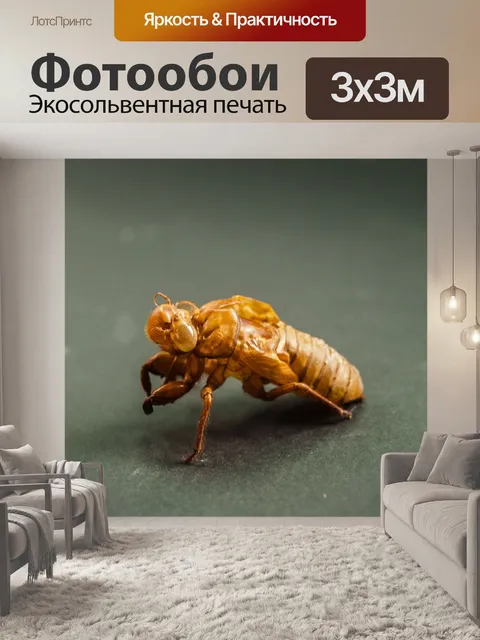 Фотообои коричневая цикада