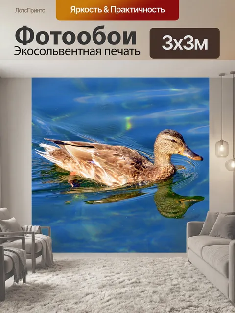 Фотообои Утка