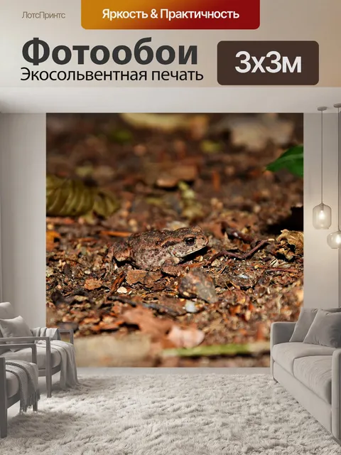 Фотообои Лягушка