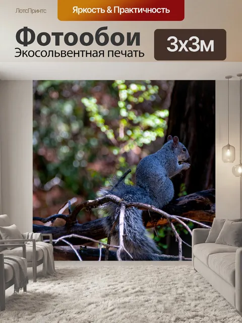 Фотообои Серые Белки