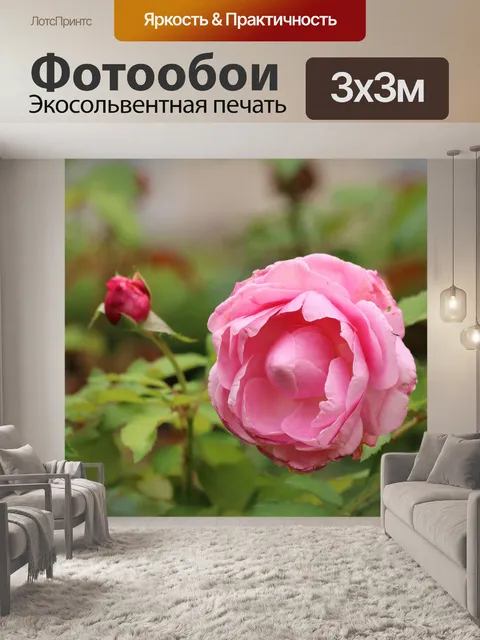 Фотообои Розовая Роза и Бад