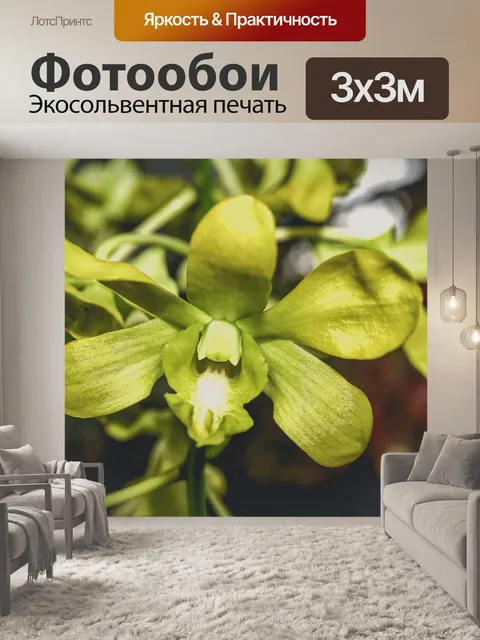 Фотообои Цветок орхидеи