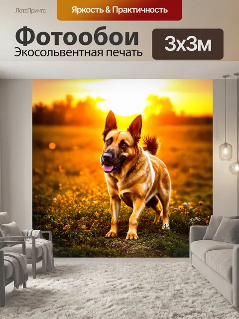 Фотообои овчарка, защищающая своего хозяина на фоне заката