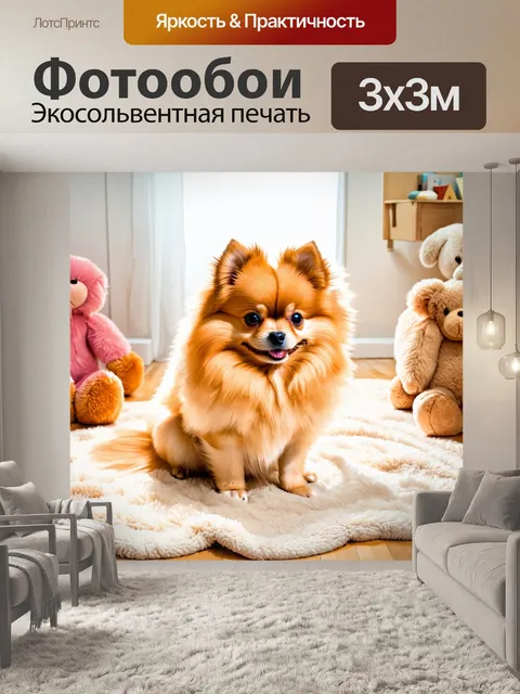Фотообои пышный карликовый шпиц сидит на уютном пледике в светлом помещении