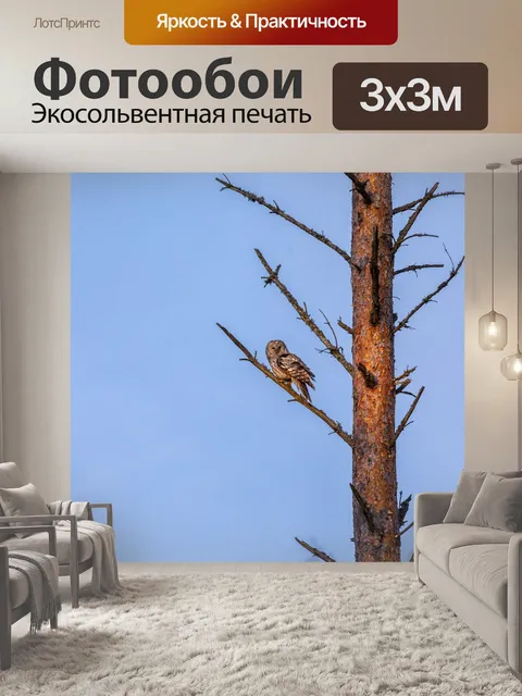 Фотообои Уральская сова
